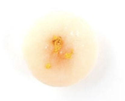 橘子味糕点_橘子味蛋糕什么意思_橘子味的蛋糕怎么做